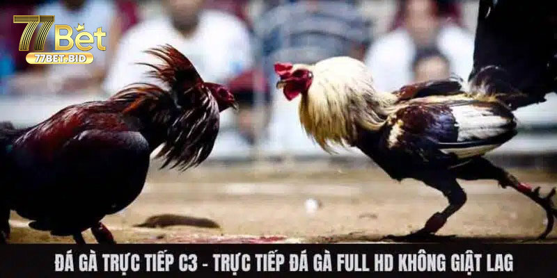 Đá gà trực tiếp là gì?