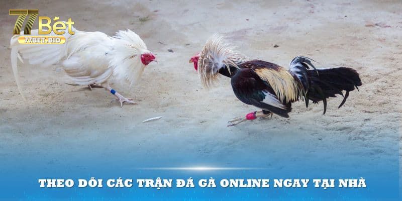 Những lưu ý khi xem đá gà hôm nay